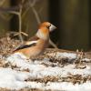 Appelvink